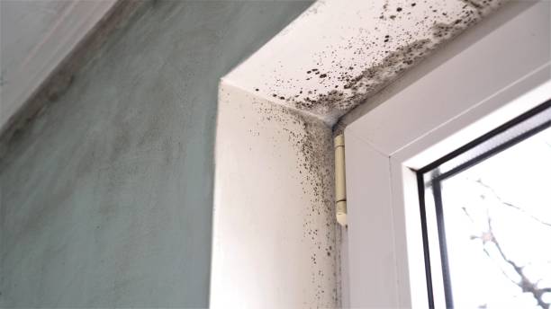 Best Mold Damage Repair  in Califon, NJ