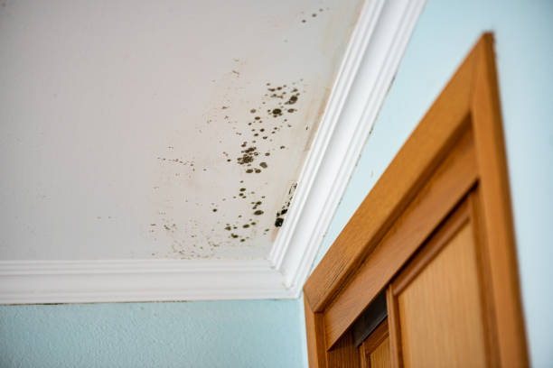 Best Certified Mold Removal  in Califon, NJ
