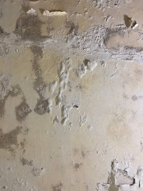 Best Affordable Mold Removal  in Califon, NJ