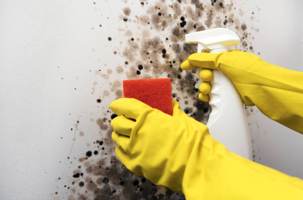 Best Professional Mold Removal  in Califon, NJ