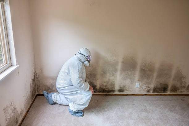 Best Same-Day Mold Removal  in Califon, NJ