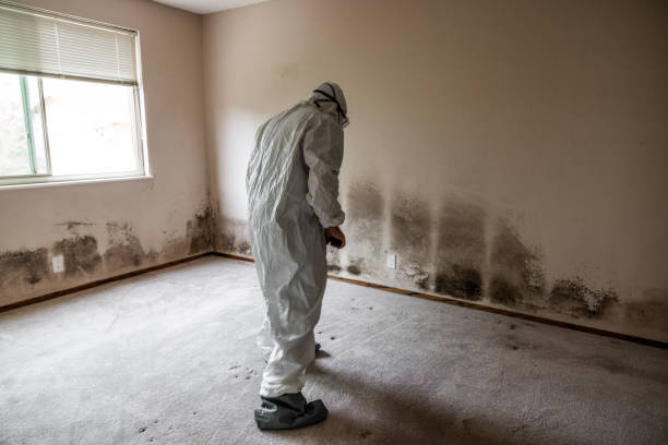 Best Mold Remediation  in Califon, NJ