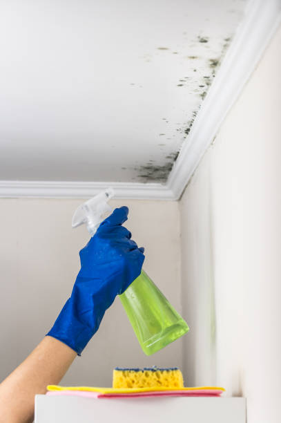 Best Mold Removal Near Me  in Califon, NJ